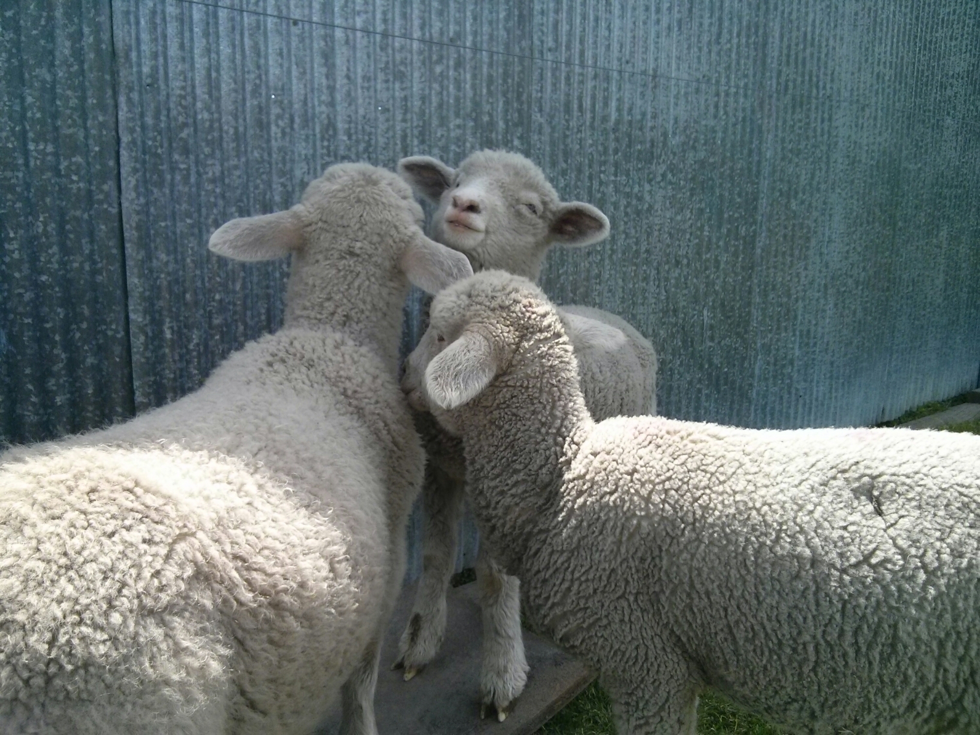 wp-1414829304311 image