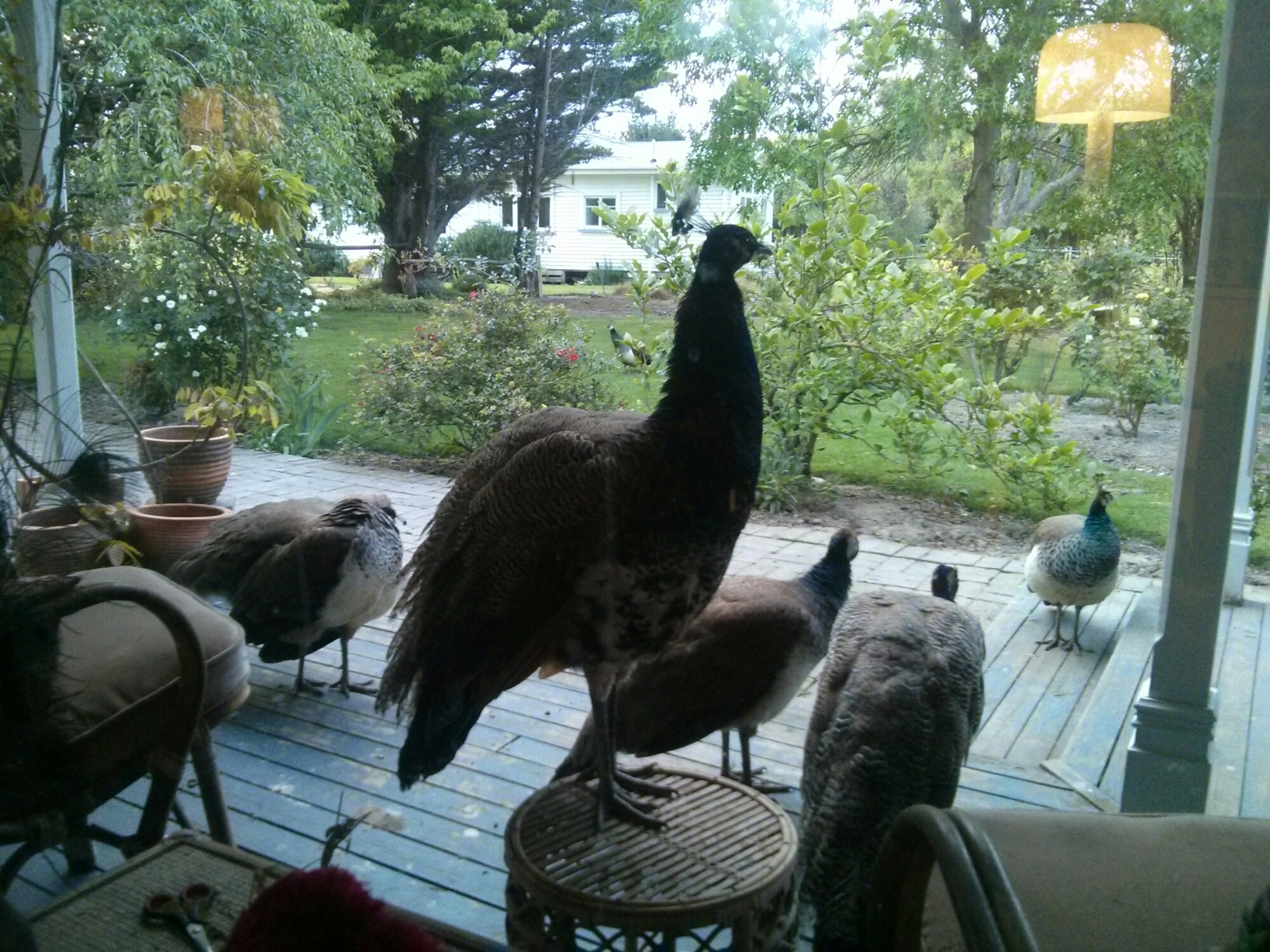 wp-1416032486152 image