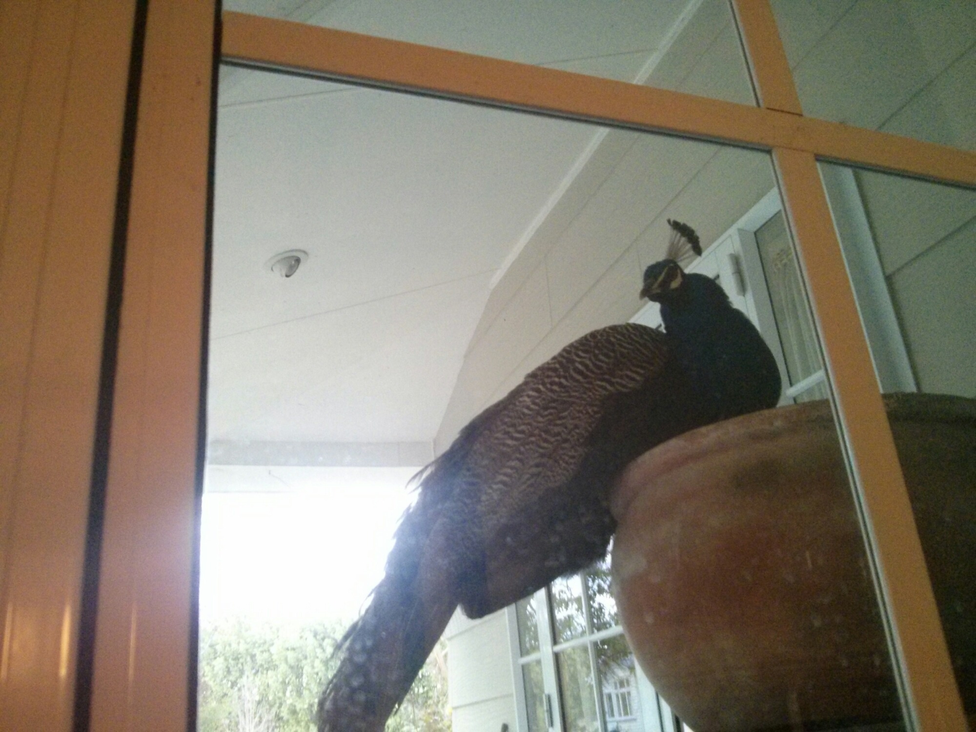 wp-1416032503094 image