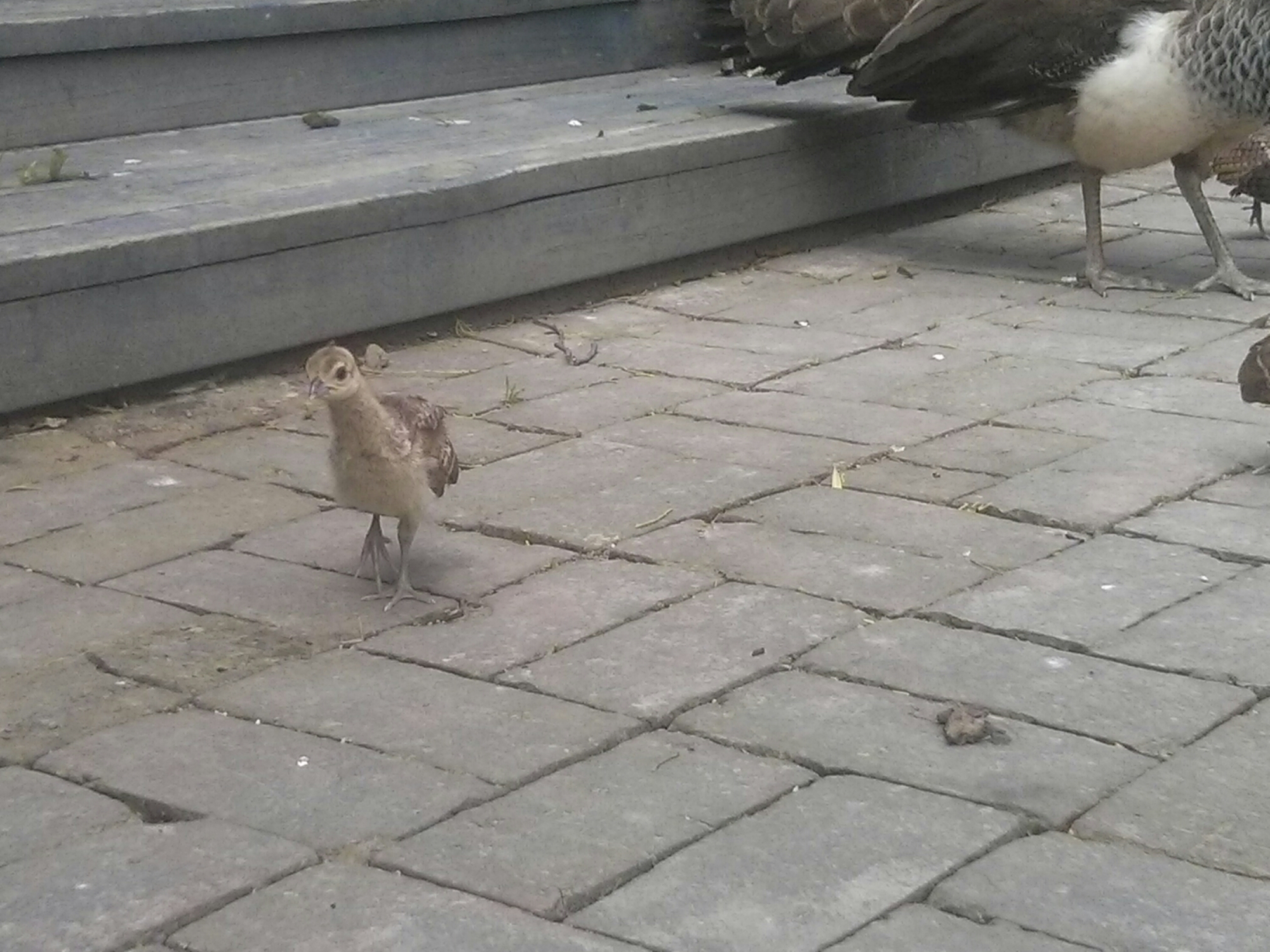 wp-1416032526573 image