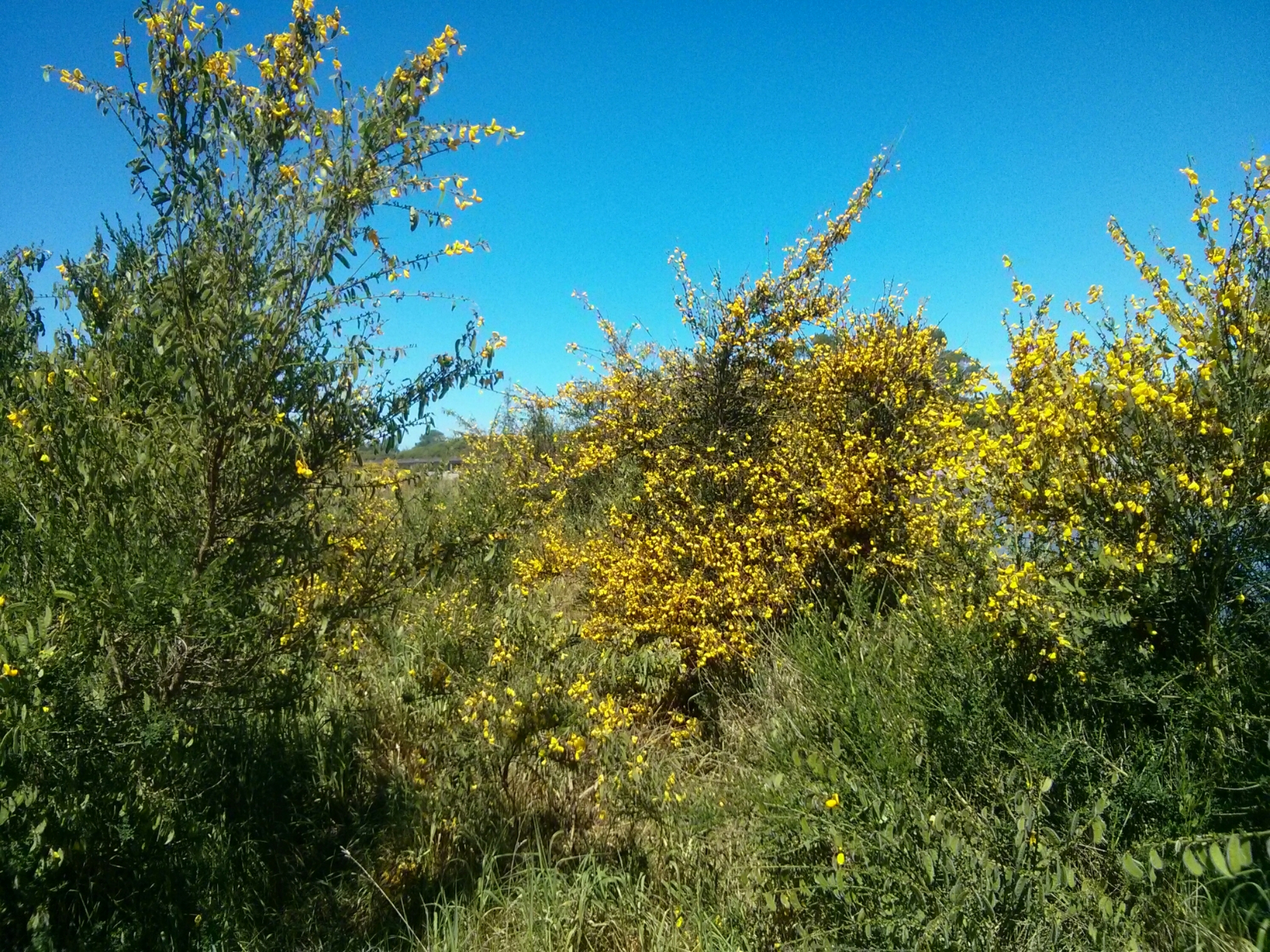 wp-1416301526460 image