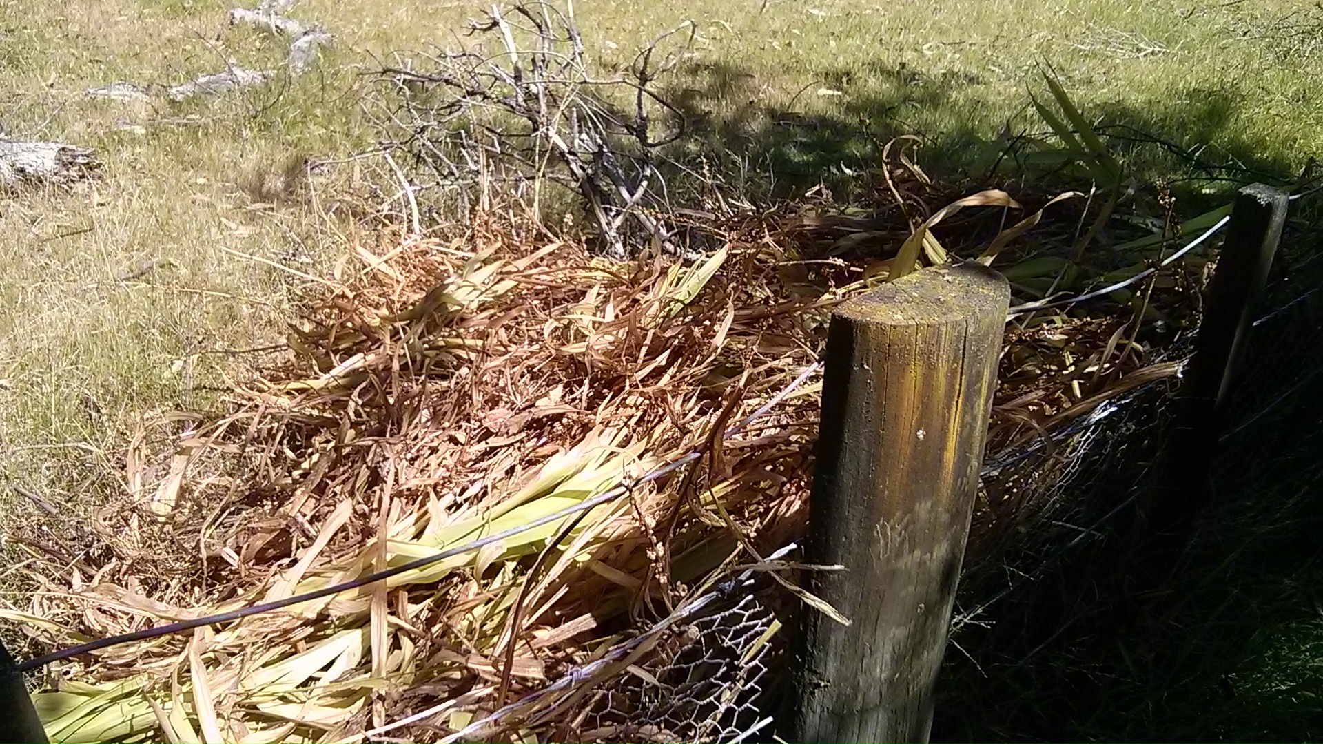 IMG_20141219_154351.jpg image