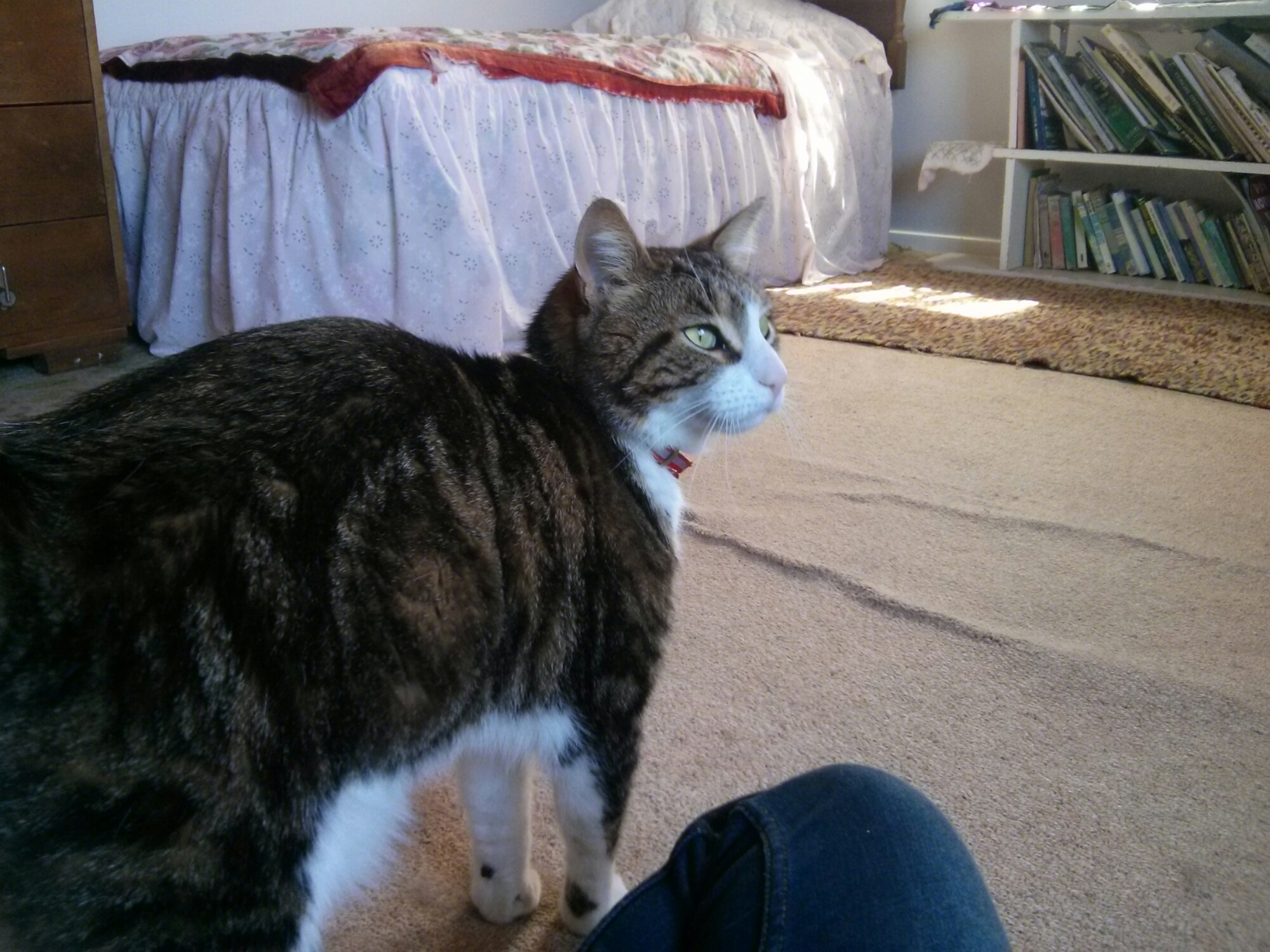 wp-1417771026711 image