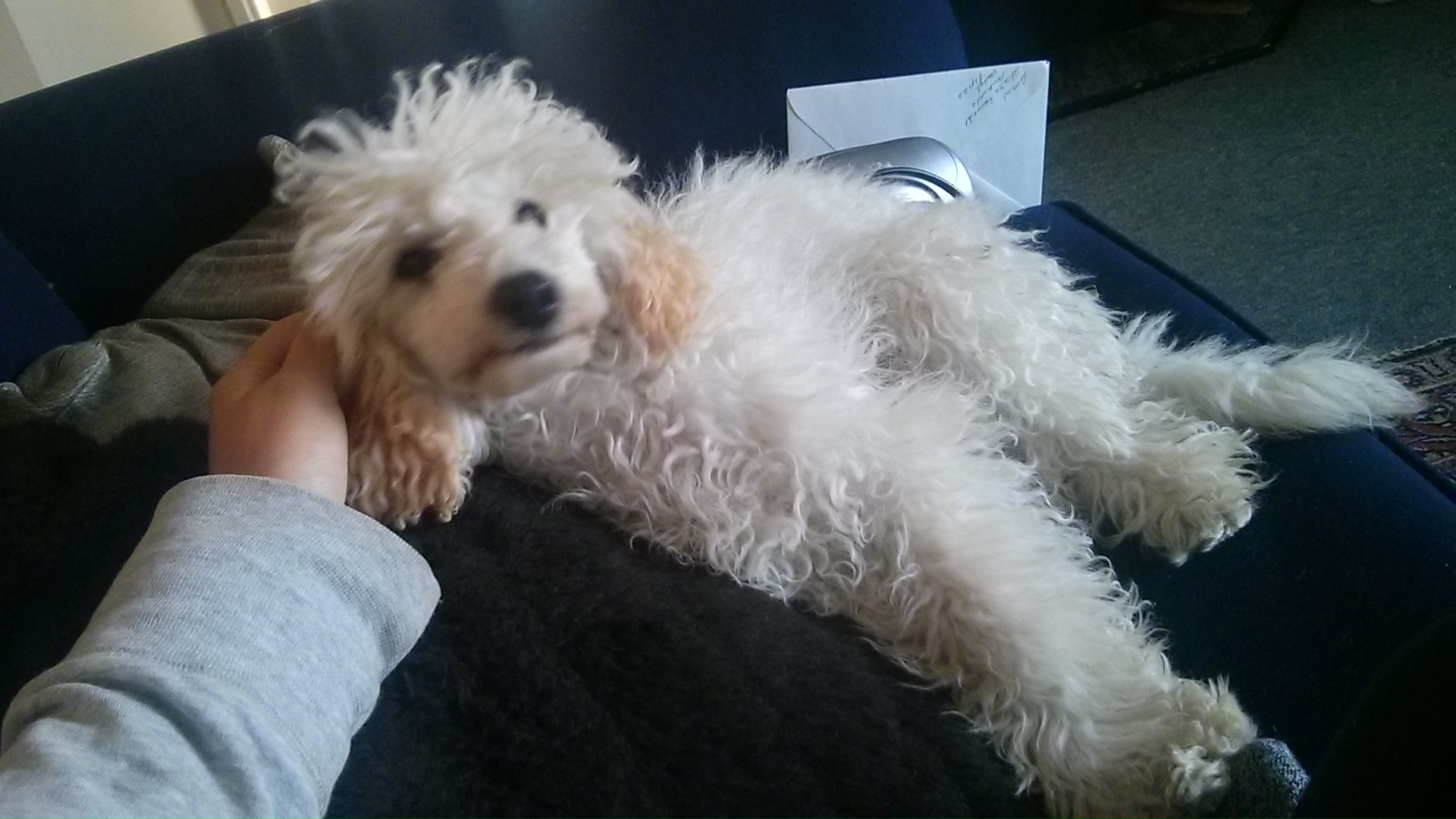 wp-1418720786963 image