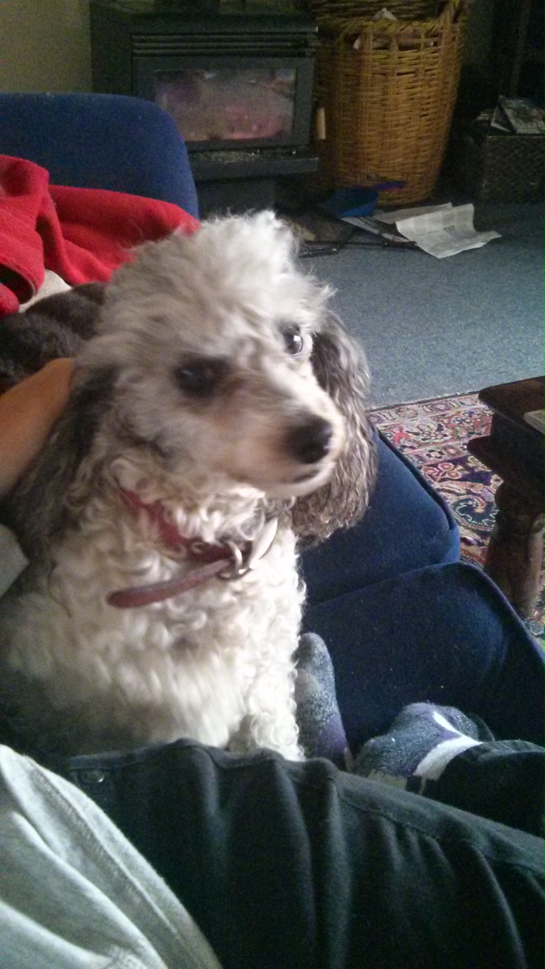 wp-1418805027535 image