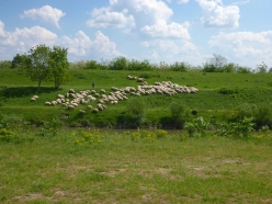 trost-website-52
