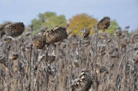 herbst-im-seewinkel-01
