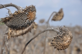 herbst-im-seewinkel-02