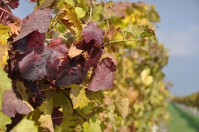 herbst-im-seewinkel-03