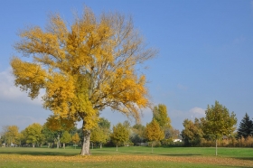 herbst-im-seewinkel-14