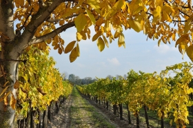 herbst-im-seewinkel-16