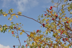 herbst-im-seewinkel-18