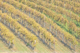 herbst-im-seewinkel-25