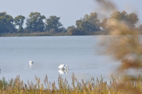 herbst-im-seewinkel-37
