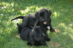 lara-welpen-2006-001.jpg