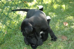 lara-welpen-2006-002.jpg