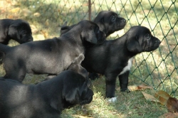 lara-welpen-2006-003.jpg