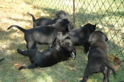 lara-welpen-2006-004.jpg