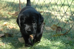 lara-welpen-2006-005.jpg