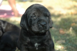 lara-welpen-2006-006.jpg