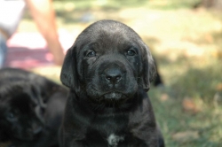 lara-welpen-2006-007.jpg