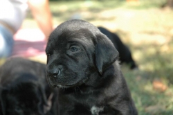 lara-welpen-2006-008.jpg