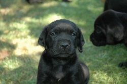 lara-welpen-2006-009.jpg