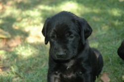 lara-welpen-2006-010.jpg