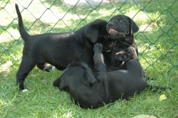 lara-welpen-2006-011.jpg
