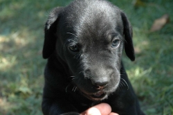 lara-welpen-2006-013.jpg