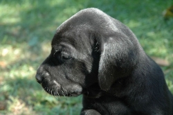 lara-welpen-2006-014.jpg