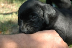 lara-welpen-2006-016.jpg