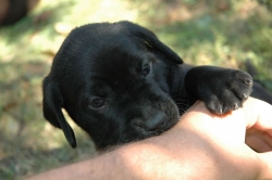 lara-welpen-2006-017.jpg