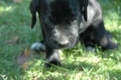 lara-welpen-2006-019.jpg