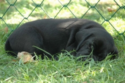 lara-welpen-2006-020.jpg