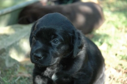 lara-welpen-2006-021.jpg