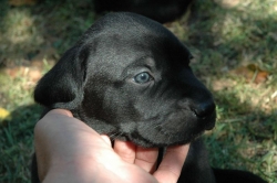 lara-welpen-2006-022.jpg