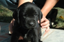 lara-welpen-2006-023.jpg