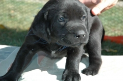 lara-welpen-2006-027.jpg
