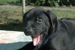lara-welpen-2006-028.jpg
