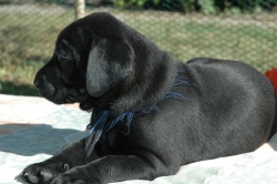 lara-welpen-2006-030.jpg