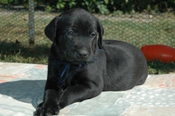 lara-welpen-2006-031.jpg