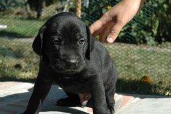 lara-welpen-2006-032.jpg