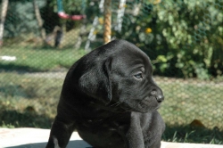 lara-welpen-2006-033.jpg