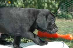 lara-welpen-2006-034.jpg
