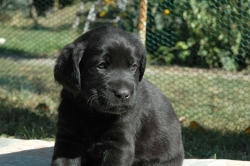 lara-welpen-2006-035.jpg