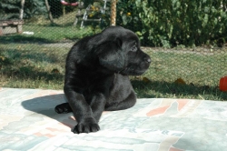 lara-welpen-2006-036.jpg