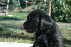 lara-welpen-2006-037.jpg