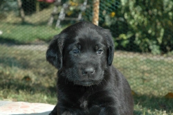 lara-welpen-2006-038.jpg