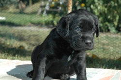 lara-welpen-2006-039.jpg